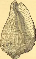 An illustration from Gvlielmi Rondeletii ... Libri de piscibus marinis, in quibus veræ piscium effigies expressæ sunt .. (1554)