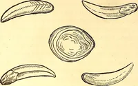 An illustration from Gvlielmi Rondeletii ... Libri de piscibus marinis, in quibus veræ piscium effigies expressæ sunt .. (1554)