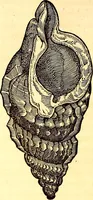 An illustration from Gvlielmi Rondeletii ... Libri de piscibus marinis, in quibus veræ piscium effigies expressæ sunt .. (1554)