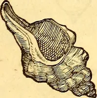 An illustration from Gvlielmi Rondeletii ... Libri de piscibus marinis, in quibus veræ piscium effigies expressæ sunt .. (1554)