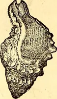 An illustration from Gvlielmi Rondeletii ... Libri de piscibus marinis, in quibus veræ piscium effigies expressæ sunt .. (1554)