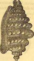 An illustration from Gvlielmi Rondeletii ... Libri de piscibus marinis, in quibus veræ piscium effigies expressæ sunt .. (1554)
