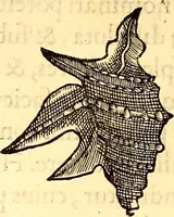 An illustration from Gvlielmi Rondeletii ... Libri de piscibus marinis, in quibus veræ piscium effigies expressæ sunt .. (1554)