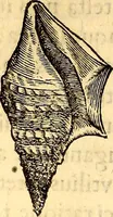 An illustration from Gvlielmi Rondeletii ... Libri de piscibus marinis, in quibus veræ piscium effigies expressæ sunt .. (1554)