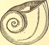 An illustration from Gvlielmi Rondeletii ... Libri de piscibus marinis, in quibus veræ piscium effigies expressæ sunt .. (1554)