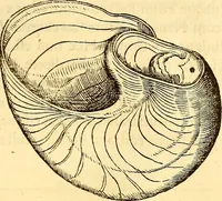 An illustration from Gvlielmi Rondeletii ... Libri de piscibus marinis, in quibus veræ piscium effigies expressæ sunt .. (1554)