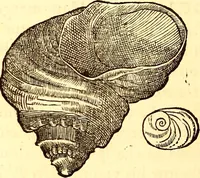 An illustration from Gvlielmi Rondeletii ... Libri de piscibus marinis, in quibus veræ piscium effigies expressæ sunt .. (1554)