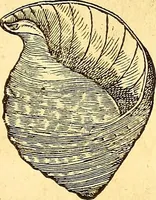 An illustration from Gvlielmi Rondeletii ... Libri de piscibus marinis, in quibus veræ piscium effigies expressæ sunt .. (1554)