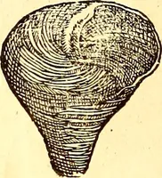 An illustration from Gvlielmi Rondeletii ... Libri de piscibus marinis, in quibus veræ piscium effigies expressæ sunt .. (1554)