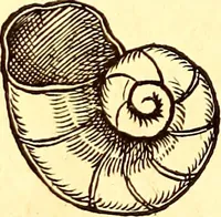 An illustration from Gvlielmi Rondeletii ... Libri de piscibus marinis, in quibus veræ piscium effigies expressæ sunt .. (1554)