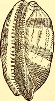 An illustration from Gvlielmi Rondeletii ... Libri de piscibus marinis, in quibus veræ piscium effigies expressæ sunt .. (1554)