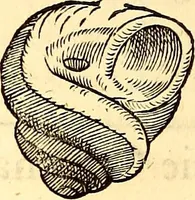 An illustration from Gvlielmi Rondeletii ... Libri de piscibus marinis, in quibus veræ piscium effigies expressæ sunt .. (1554)