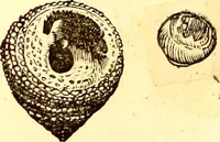 An illustration from Gvlielmi Rondeletii ... Libri de piscibus marinis, in quibus veræ piscium effigies expressæ sunt .. (1554)