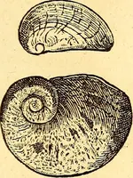 An illustration from Gvlielmi Rondeletii ... Libri de piscibus marinis, in quibus veræ piscium effigies expressæ sunt .. (1554)