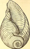 An illustration from Gvlielmi Rondeletii ... Libri de piscibus marinis, in quibus veræ piscium effigies expressæ sunt .. (1554)