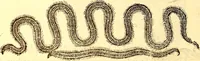 An illustration from Gvlielmi Rondeletii ... Libri de piscibus marinis, in quibus veræ piscium effigies expressæ sunt .. (1554)