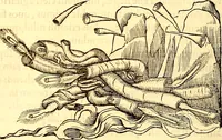 An illustration from Gvlielmi Rondeletii ... Libri de piscibus marinis, in quibus veræ piscium effigies expressæ sunt .. (1554)