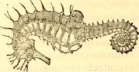 An illustration from Gvlielmi Rondeletii ... Libri de piscibus marinis, in quibus veræ piscium effigies expressæ sunt .. (1554)