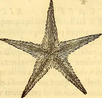 An illustration from Gvlielmi Rondeletii ... Libri de piscibus marinis, in quibus veræ piscium effigies expressæ sunt .. (1554)