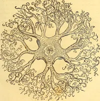 An illustration from Gvlielmi Rondeletii ... Libri de piscibus marinis, in quibus veræ piscium effigies expressæ sunt .. (1554)