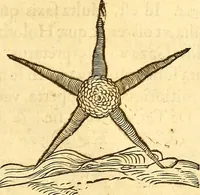 An illustration from Gvlielmi Rondeletii ... Libri de piscibus marinis, in quibus veræ piscium effigies expressæ sunt .. (1554)