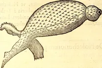 An illustration from Gvlielmi Rondeletii ... Libri de piscibus marinis, in quibus veræ piscium effigies expressæ sunt .. (1554)
