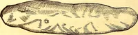 An illustration from Gvlielmi Rondeletii ... Libri de piscibus marinis, in quibus veræ piscium effigies expressæ sunt .. (1554)