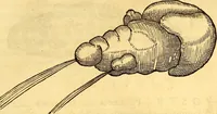 An illustration from Gvlielmi Rondeletii ... Libri de piscibus marinis, in quibus veræ piscium effigies expressæ sunt .. (1554)