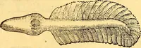 An illustration from Gvlielmi Rondeletii ... Libri de piscibus marinis, in quibus veræ piscium effigies expressæ sunt .. (1554)