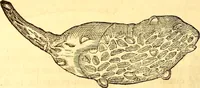 An illustration from Gvlielmi Rondeletii ... Libri de piscibus marinis, in quibus veræ piscium effigies expressæ sunt .. (1554)