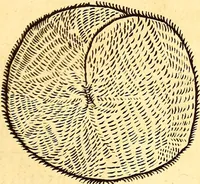 An illustration from Gvlielmi Rondeletii ... Libri de piscibus marinis, in quibus veræ piscium effigies expressæ sunt .. (1554)