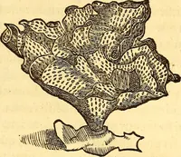 An illustration from Gvlielmi Rondeletii ... Libri de piscibus marinis, in quibus veræ piscium effigies expressæ sunt .. (1554)