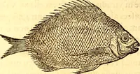 An illustration from Gvlielmi Rondeletii ... Libri de piscibus marinis, in quibus veræ piscium effigies expressæ sunt .. (1554)