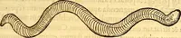 An illustration from Gvlielmi Rondeletii ... Libri de piscibus marinis, in quibus veræ piscium effigies expressæ sunt .. (1554)