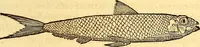 An illustration from Gvlielmi Rondeletii ... Libri de piscibus marinis, in quibus veræ piscium effigies expressæ sunt .. (1554)
