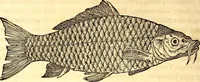 An illustration from Gvlielmi Rondeletii ... Libri de piscibus marinis, in quibus veræ piscium effigies expressæ sunt .. (1554)