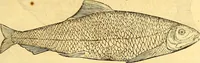 An illustration from Gvlielmi Rondeletii ... Libri de piscibus marinis, in quibus veræ piscium effigies expressæ sunt .. (1554)