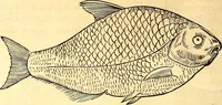 An illustration from Gvlielmi Rondeletii ... Libri de piscibus marinis, in quibus veræ piscium effigies expressæ sunt .. (1554)