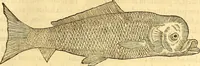 An illustration from Gvlielmi Rondeletii ... Libri de piscibus marinis, in quibus veræ piscium effigies expressæ sunt .. (1554)