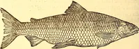 An illustration from Gvlielmi Rondeletii ... Libri de piscibus marinis, in quibus veræ piscium effigies expressæ sunt .. (1554)