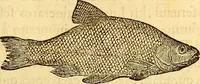 An illustration from Gvlielmi Rondeletii ... Libri de piscibus marinis, in quibus veræ piscium effigies expressæ sunt .. (1554)