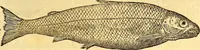 An illustration from Gvlielmi Rondeletii ... Libri de piscibus marinis, in quibus veræ piscium effigies expressæ sunt .. (1554)