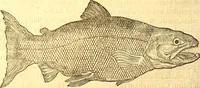 An illustration from Gvlielmi Rondeletii ... Libri de piscibus marinis, in quibus veræ piscium effigies expressæ sunt .. (1554)