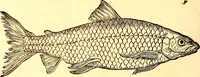 An illustration from Gvlielmi Rondeletii ... Libri de piscibus marinis, in quibus veræ piscium effigies expressæ sunt .. (1554)