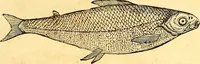 An illustration from Gvlielmi Rondeletii ... Libri de piscibus marinis, in quibus veræ piscium effigies expressæ sunt .. (1554)