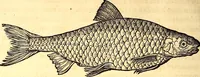 An illustration from Gvlielmi Rondeletii ... Libri de piscibus marinis, in quibus veræ piscium effigies expressæ sunt .. (1554)