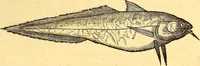 An illustration from Gvlielmi Rondeletii ... Libri de piscibus marinis, in quibus veræ piscium effigies expressæ sunt .. (1554)
