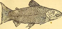 An illustration from Gvlielmi Rondeletii ... Libri de piscibus marinis, in quibus veræ piscium effigies expressæ sunt .. (1554)