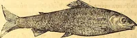 An illustration from Gvlielmi Rondeletii ... Libri de piscibus marinis, in quibus veræ piscium effigies expressæ sunt .. (1554)