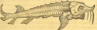 An illustration from Gvlielmi Rondeletii ... Libri de piscibus marinis, in quibus veræ piscium effigies expressæ sunt .. (1554)